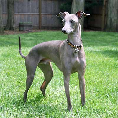 Imagen  Grey Hound grupo 10