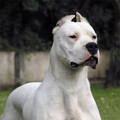 Imagen Dogo Argentino grupo 2