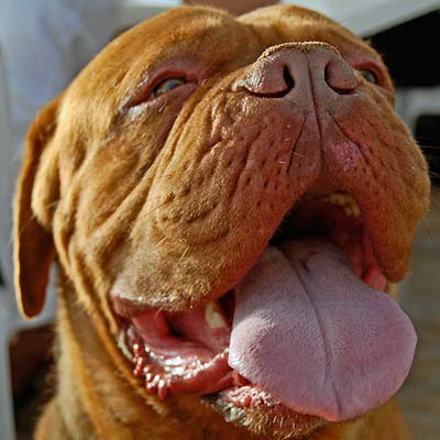 Imagen Dogo de Burdeos grupo 2