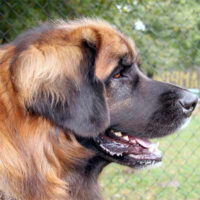 Imagen Leonberger grupo 2