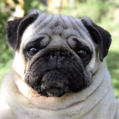 Imagen Pug o Carlino grupo 2