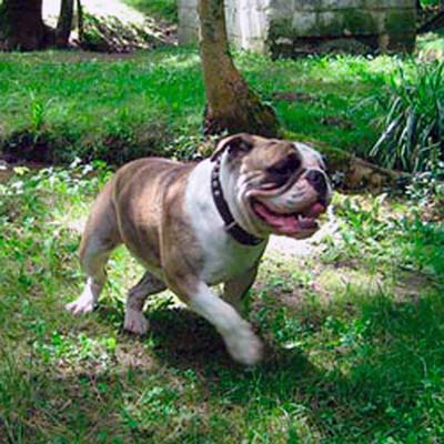 Imagen Bulldog Inglés grupo 2