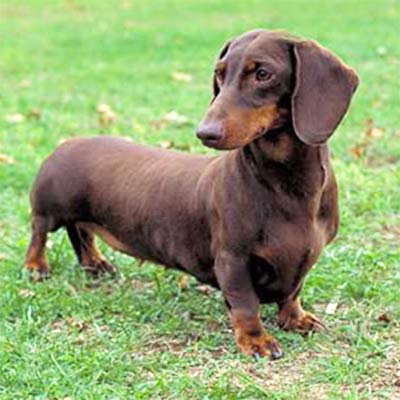 imagen Dachshund grupo 4