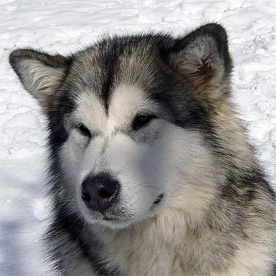Imagen Alaskan Malamute grupo 5