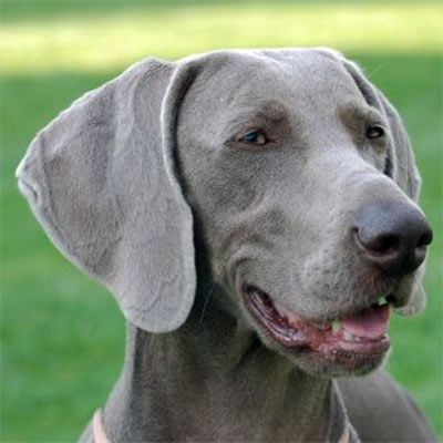 Imagen Weimaraner grupo 7