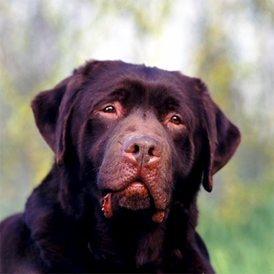 imagen Labrador grupo 8